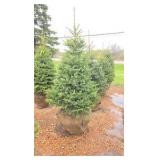 Black Hills Spruce