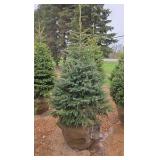 Black Hills Spruce