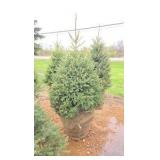 Black Hills Spruce