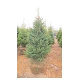 Black Hills Spruce