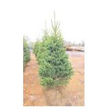 Black Hills Spruce