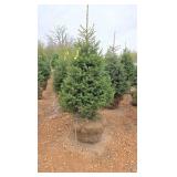 Black Hills Spruce