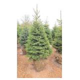 Black Hills Spruce