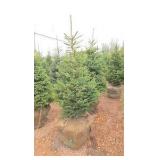 Black Hills Spruce