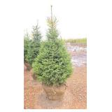 Black Hills Spruce