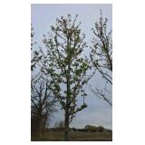 Autumn Blaze Maple