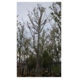 Autumn Blaze Maple
