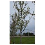 Autumn Blaze Maple
