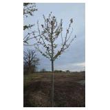 Autumn Blaze Maple