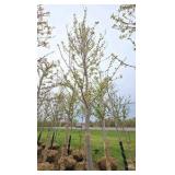 Autumn Blaze Maple