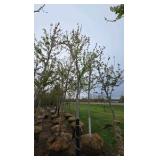 Autumn Blaze Maple