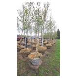 Autumn Blaze Maple