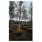 Autumn Blaze Maple