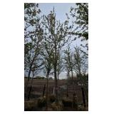Autumn Blaze Maple