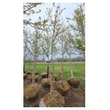 Autumn Blaze Maple