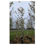 Autumn Blaze Maple