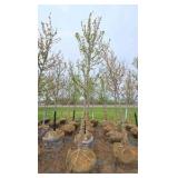 Autumn Blaze Maple