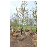 Autumn Blaze Maple