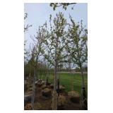 Autumn Blaze Maple
