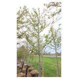 Autumn Blaze Maple