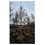 Autumn Blaze Maple