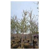 Autumn Blaze Maple