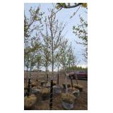 Autumn Blaze Maple