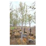Autumn Blaze Maple