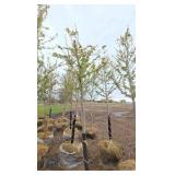 Autumn Blaze Maple