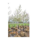 Autumn Blaze Maple