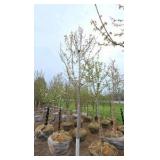 Autumn Blaze Maple