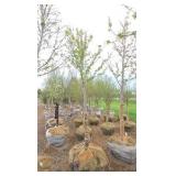 Autumn Blaze Maple
