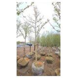 Autumn Blaze Maple