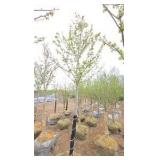 Autumn Blaze Maple