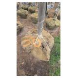 Autumn Blaze Maple