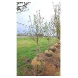 Spring Snow Crabapple
