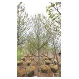 Red Point Maple