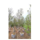 Red Point Maple