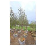 Red Point Maple