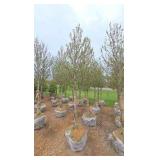 Red Point Maple