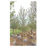 Red Point Maple
