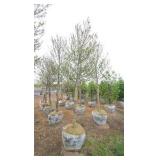 Red Point Maple