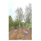 Red Point Maple