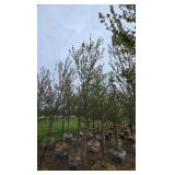 Red Point Maple