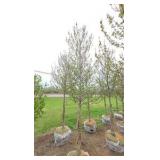 Red Point Maple
