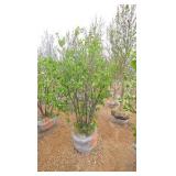 Japanese Lilac - Clump Style