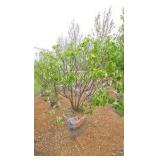 Japanese Lilac - Clump Style
