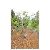Japanese Lilac - Clump Style