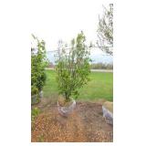Japanese Lilac - Clump Style