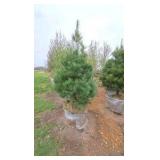 White Pine - 6'